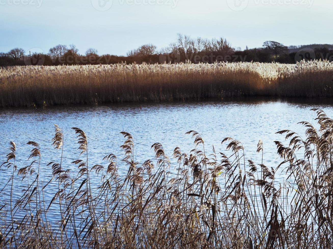 Golden sunlight on reeds beside a pond in winter photo
