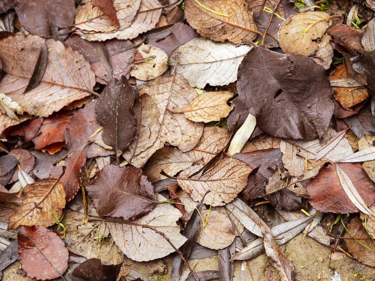 hojas de invierno caídas en el suelo en un bosque foto