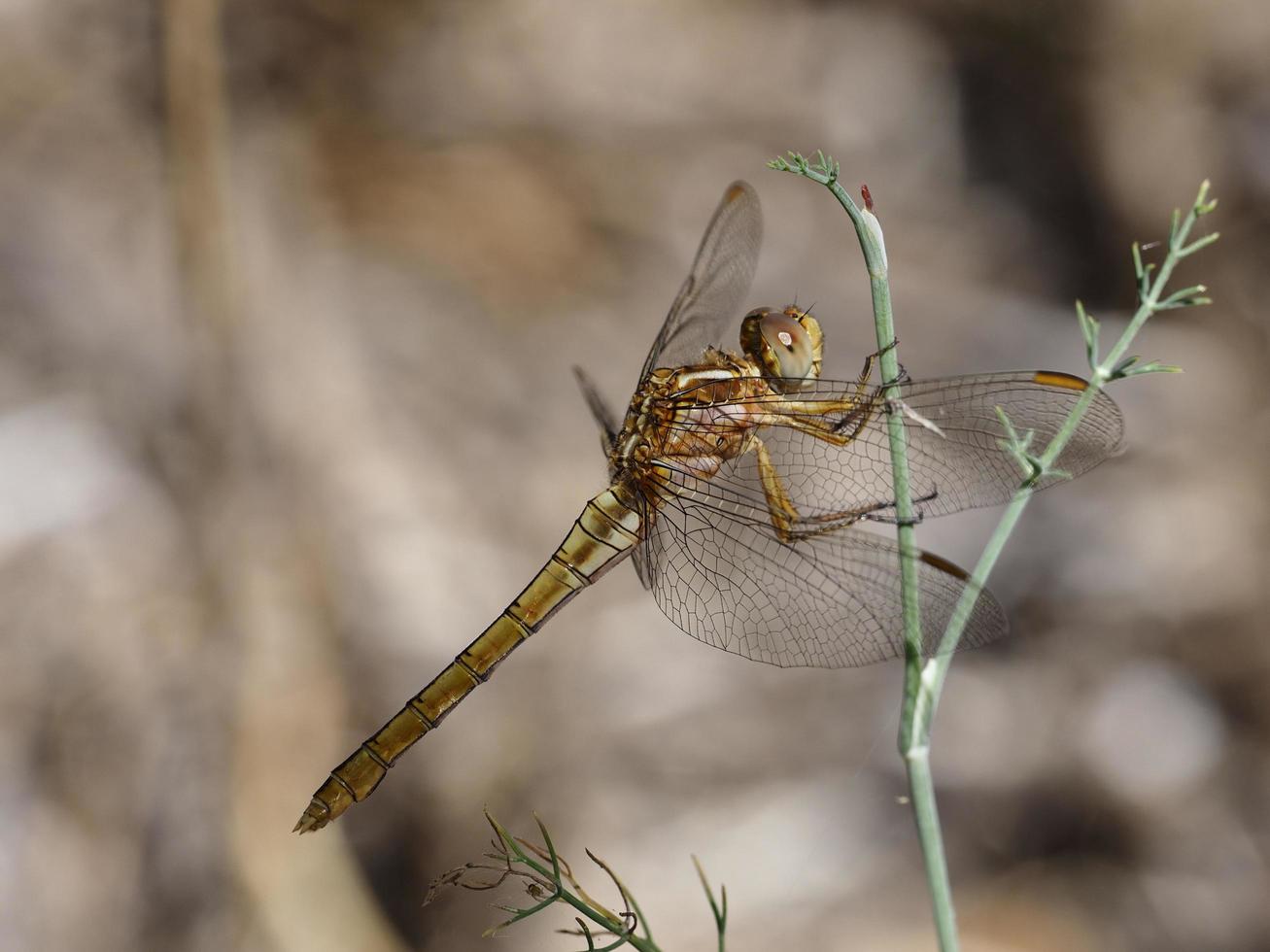 Dragonfly perched on a bush, near Xativa, Valencia, Spain. photo