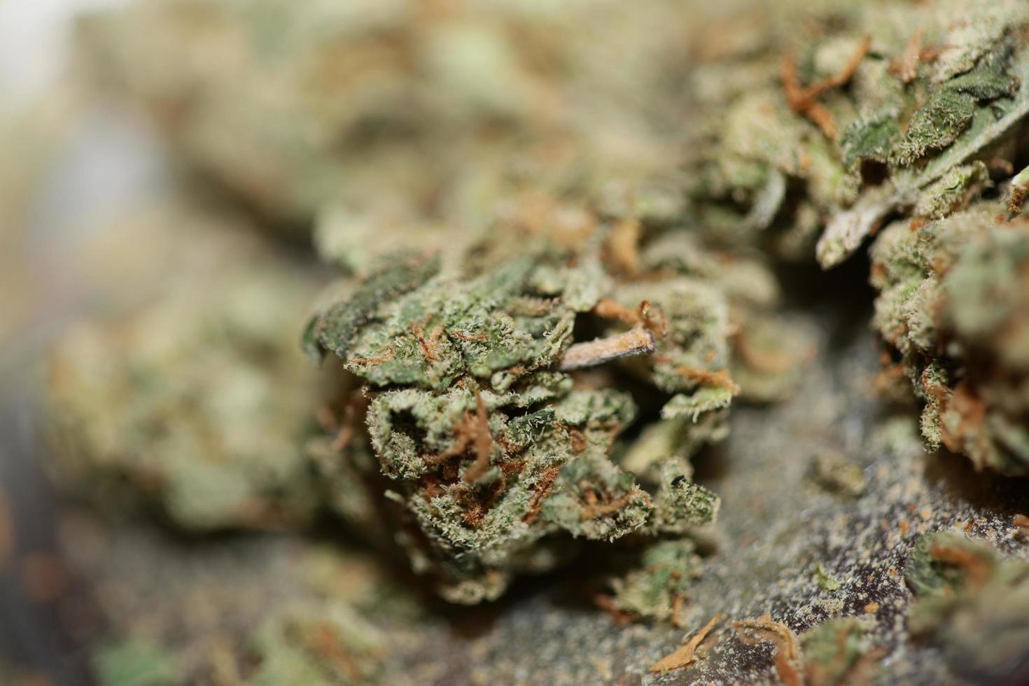 Cannabis sativa fresh big bud family cannabaceae close up modern background high quality big size prints photo