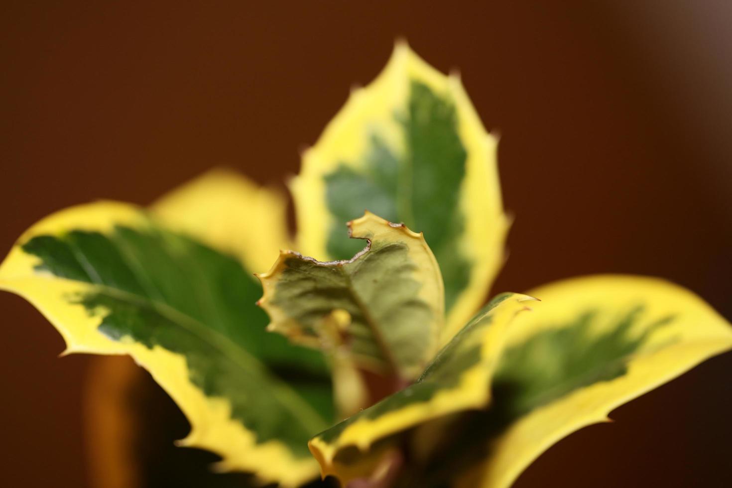 Green and yellow leaves close up ilex aquifolium family aquifoliaceae background high quality big size prints photo