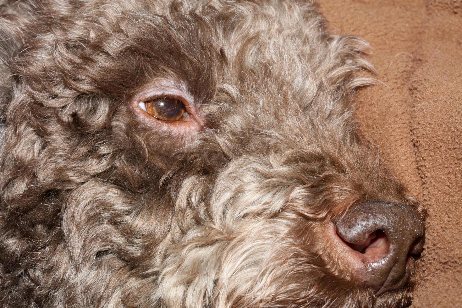 Cara de perro de trufa marrón con pelos rizados de cerca lagotto romagnolo antecedentes impresiones de gran tamaño de alta calidad foto