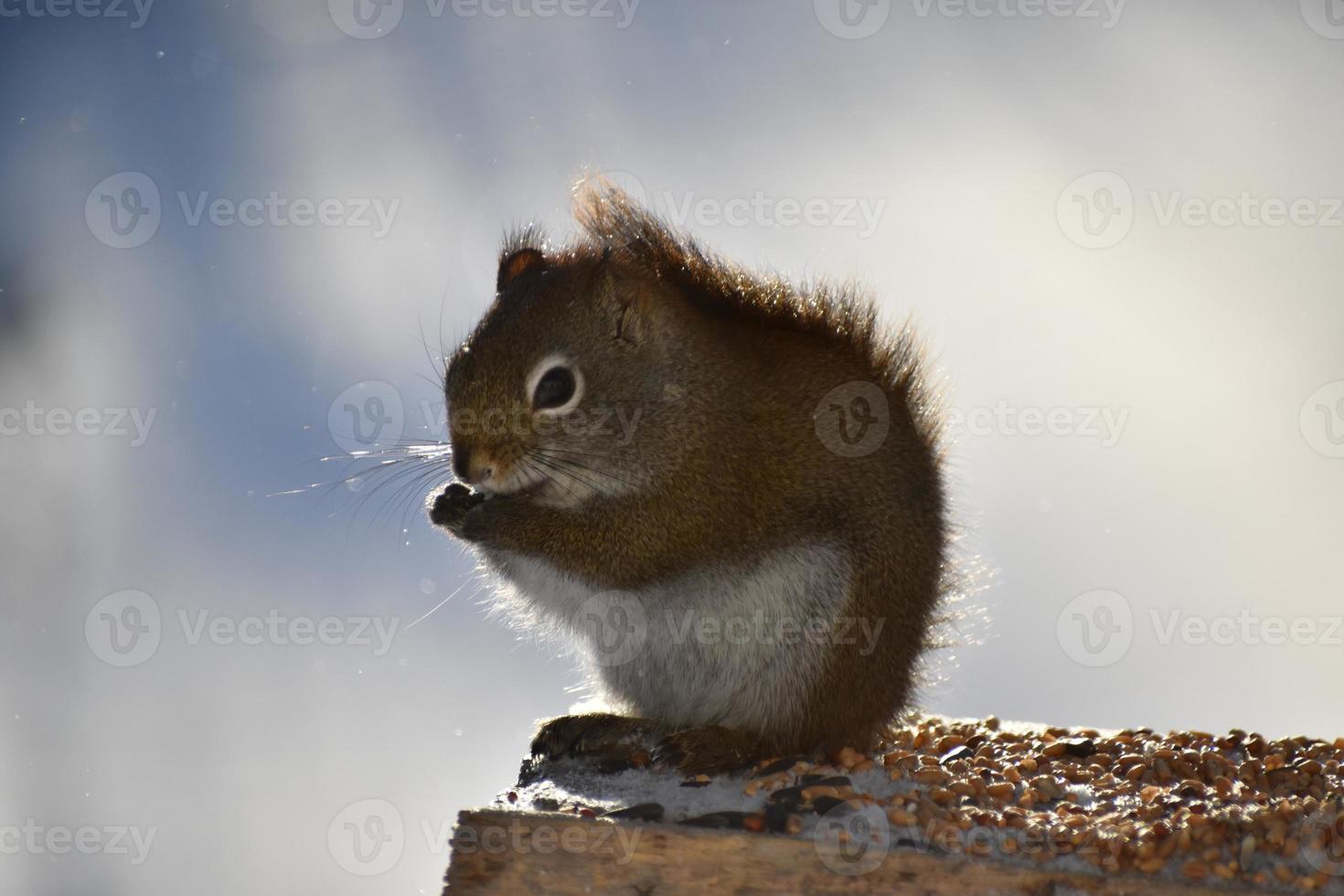 una ardilla en el comedero foto