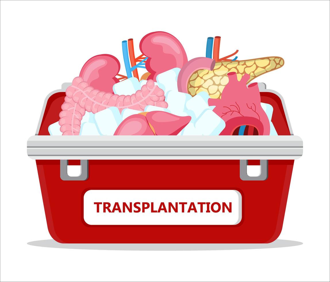 Human organ donor transplantation concept vector for banner, flyer, medical website. Medical red case with ice. World organ Donor Day or Week. Intestine, heart, kidneys, pancreas