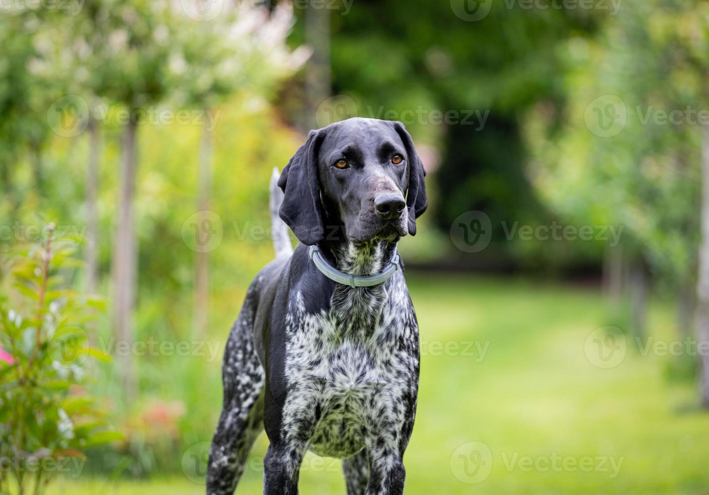 puntero alemán. Perro de raza de caza negro posando en el jardín. foto