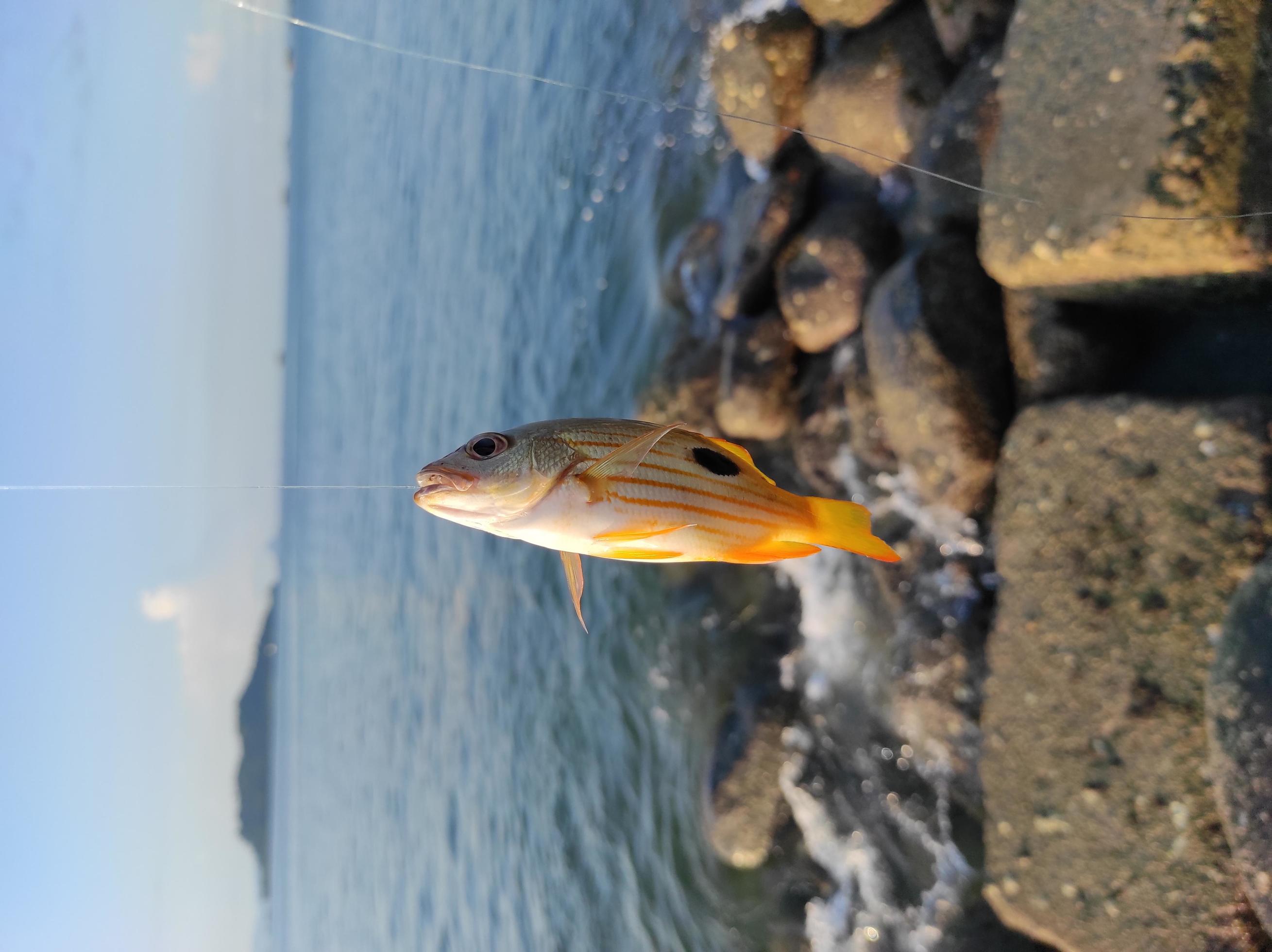 https://static.vecteezy.com/system/resources/previews/004/962/803/large_2x/dory-snapper-or-lutjanus-fulviflamma-caught-using-a-nylon-fishing-line-on-the-seashore-with-lots-of-rocks-free-photo.jpg