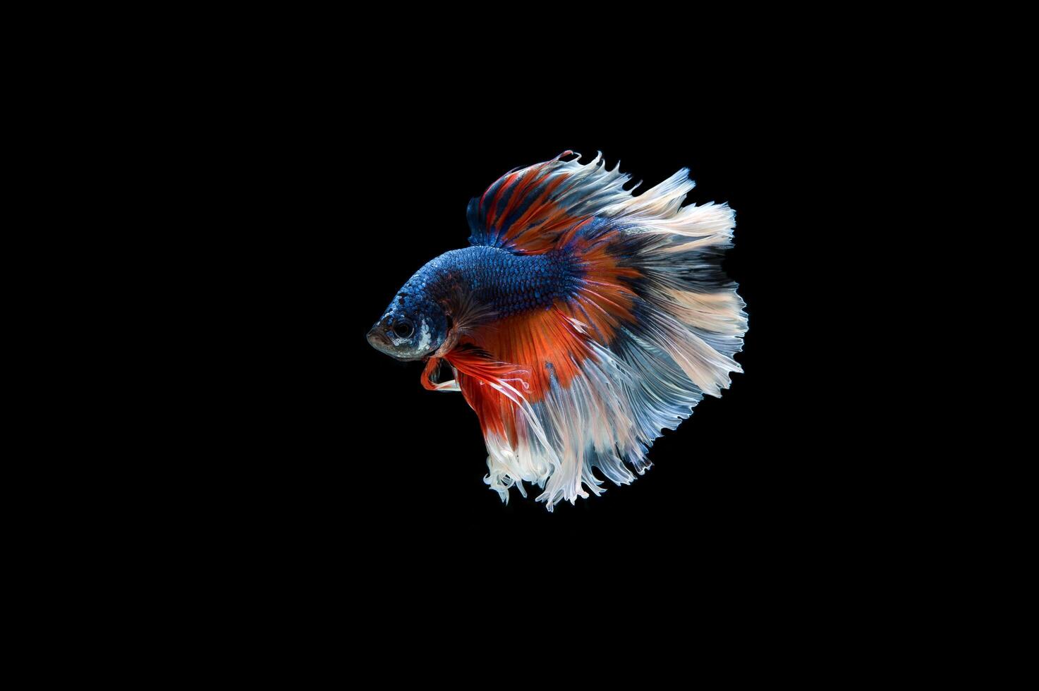 Beautiful colorful of siamese betta fish photo