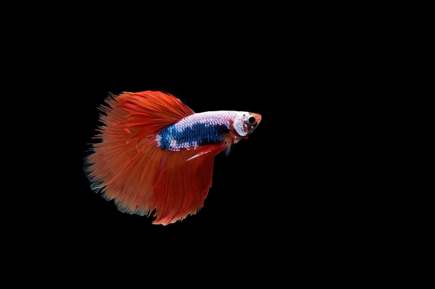 Hermoso colorido de peces betta siameses foto