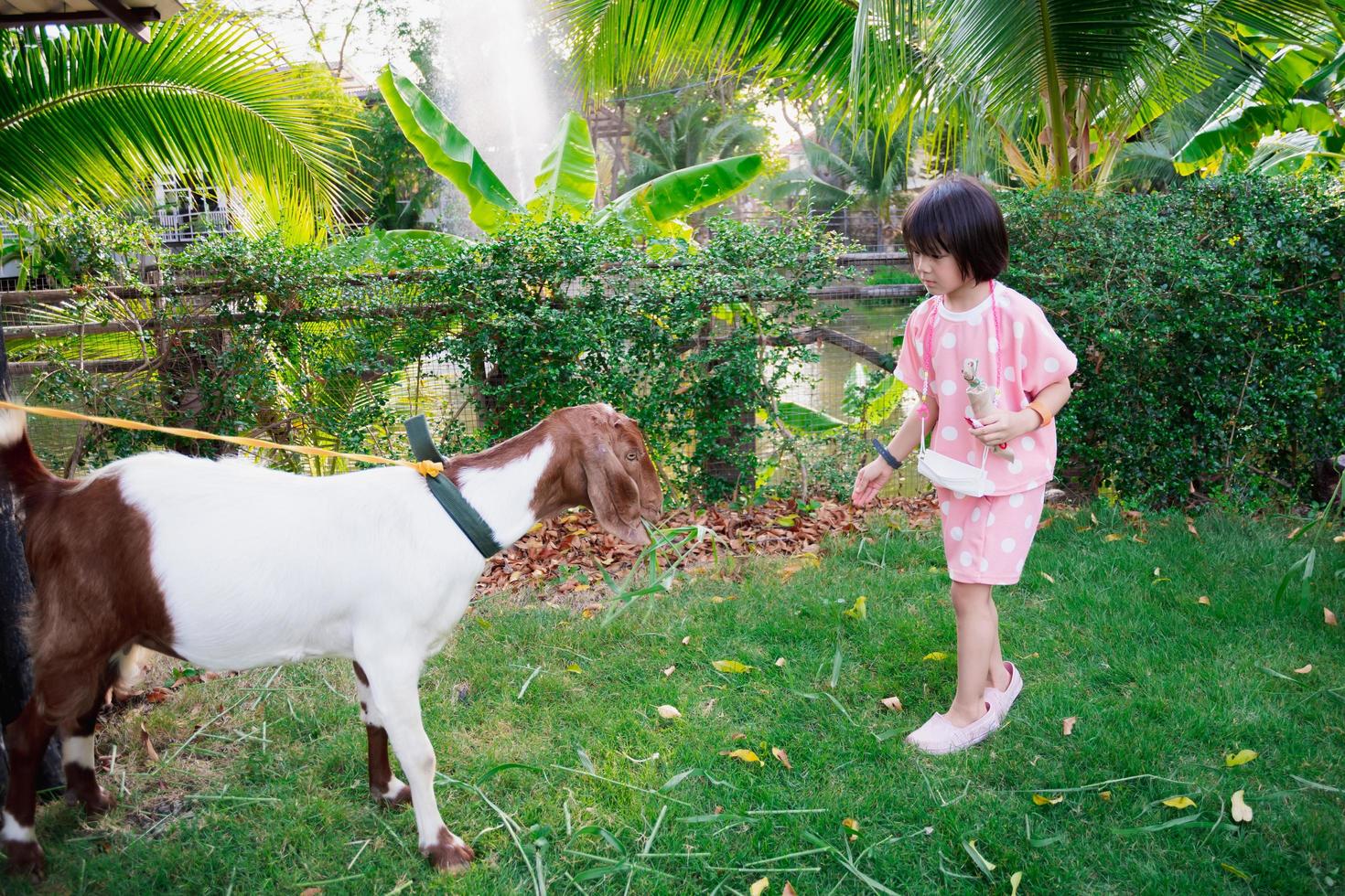 Asian kid girl is feeding goats grass. child wearing pink dress. photo