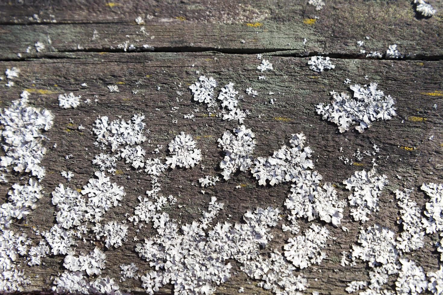 The fungus on the wood surface. photo