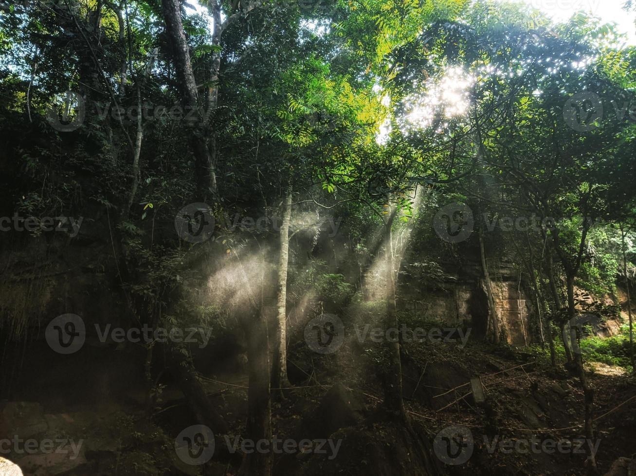 el sol brilla a través de las hojas del hermoso bosque foto