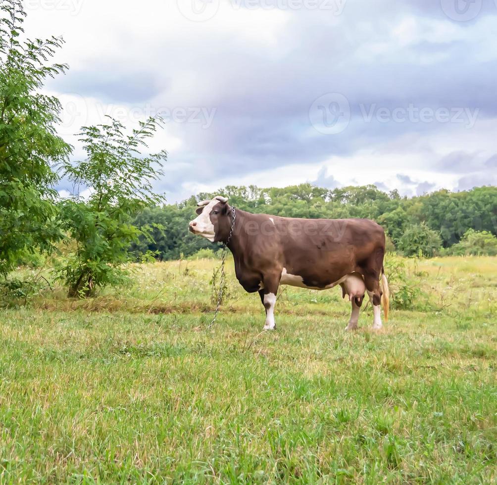 fotografía sobre el tema hermosa gran vaca lechera foto