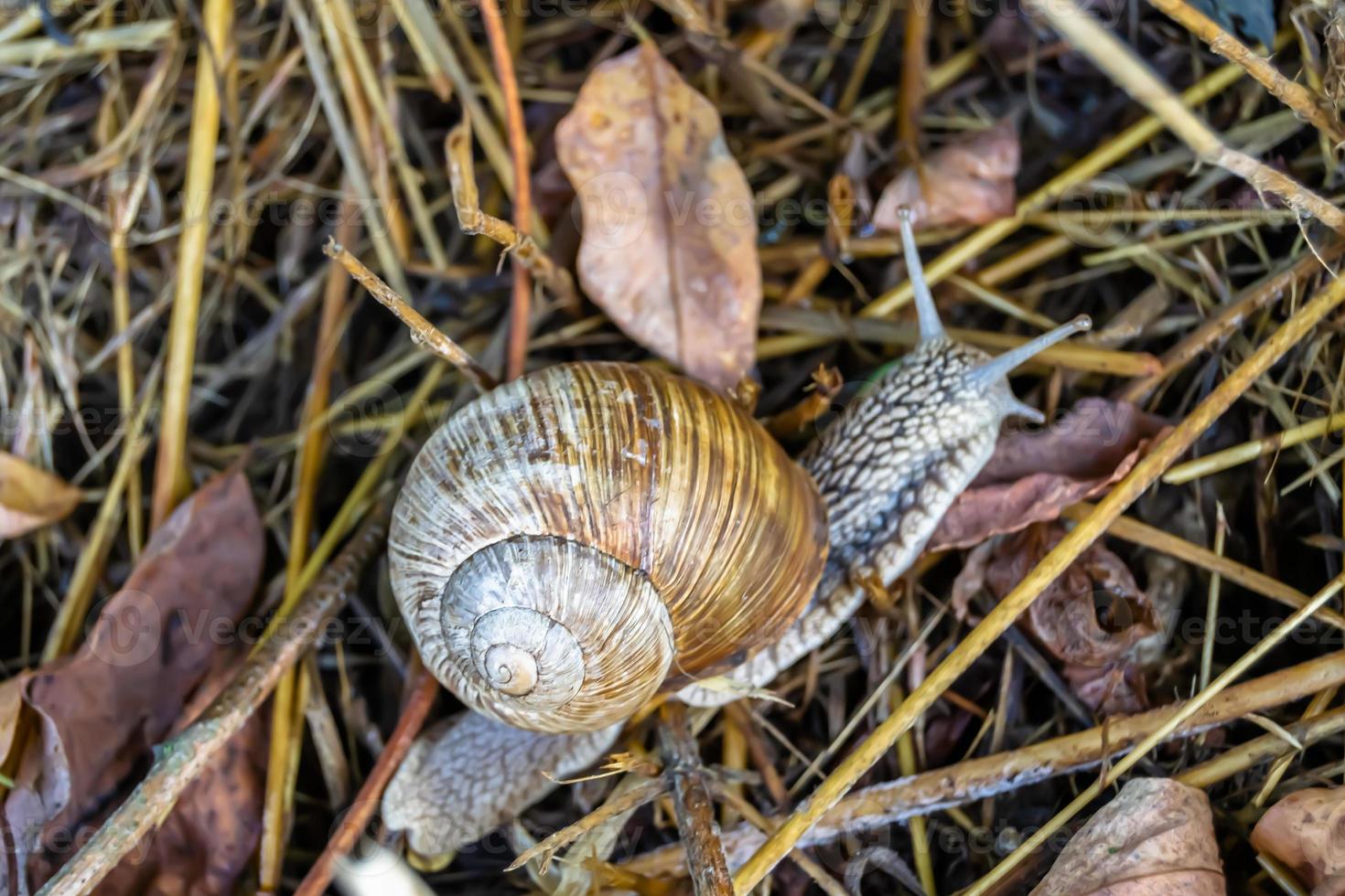 Caracol de jardín grande con concha arrastrándose sobre carretera mojada foto