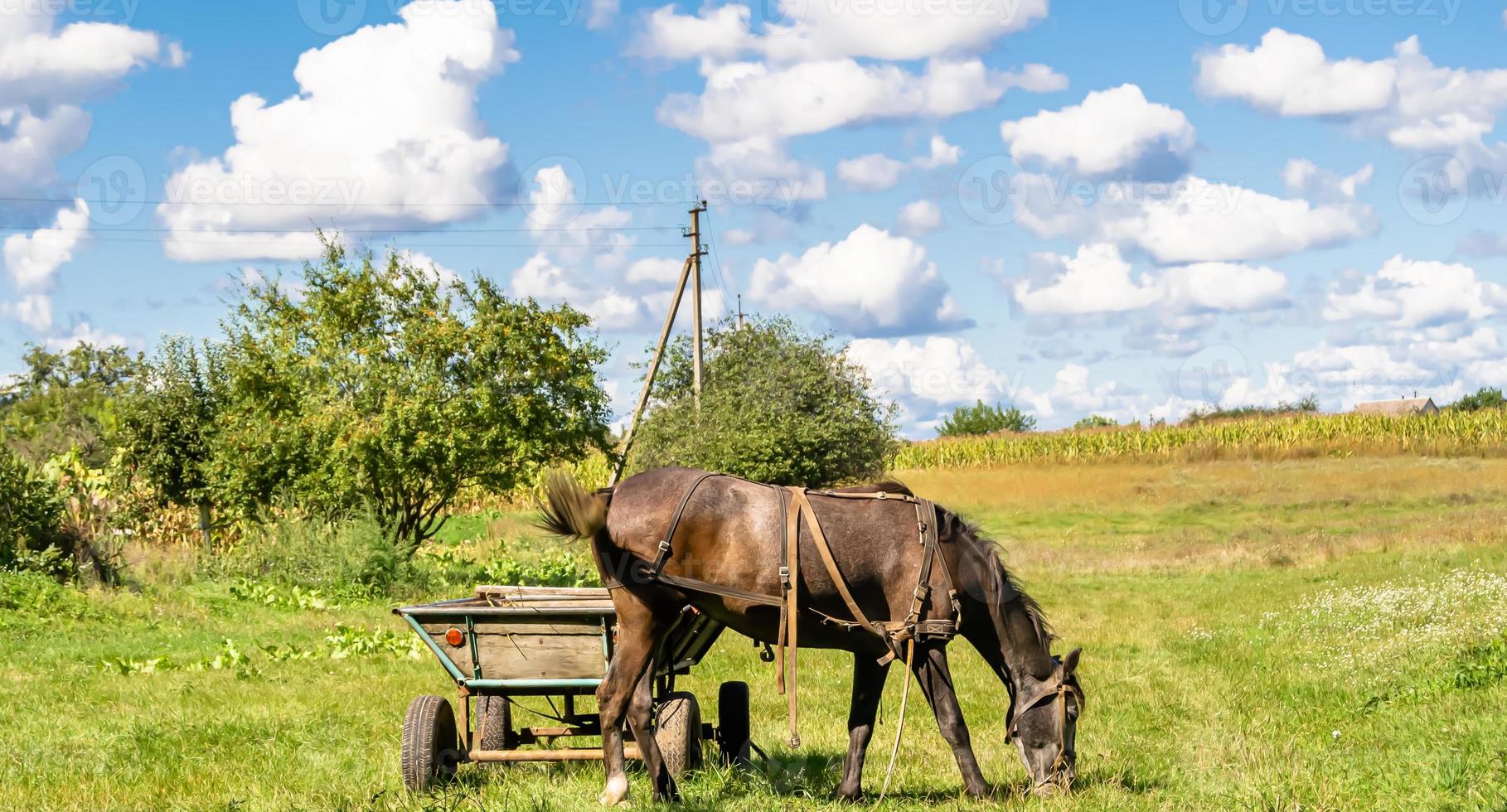 Hermoso semental de caballo marrón salvaje en la pradera de flores de verano foto