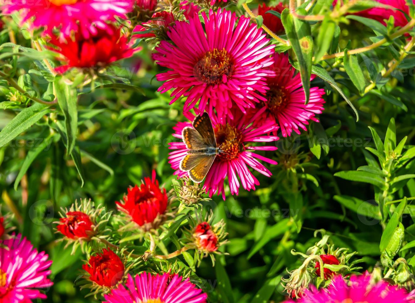 Photography to theme beautiful black butterfly Monarch photo