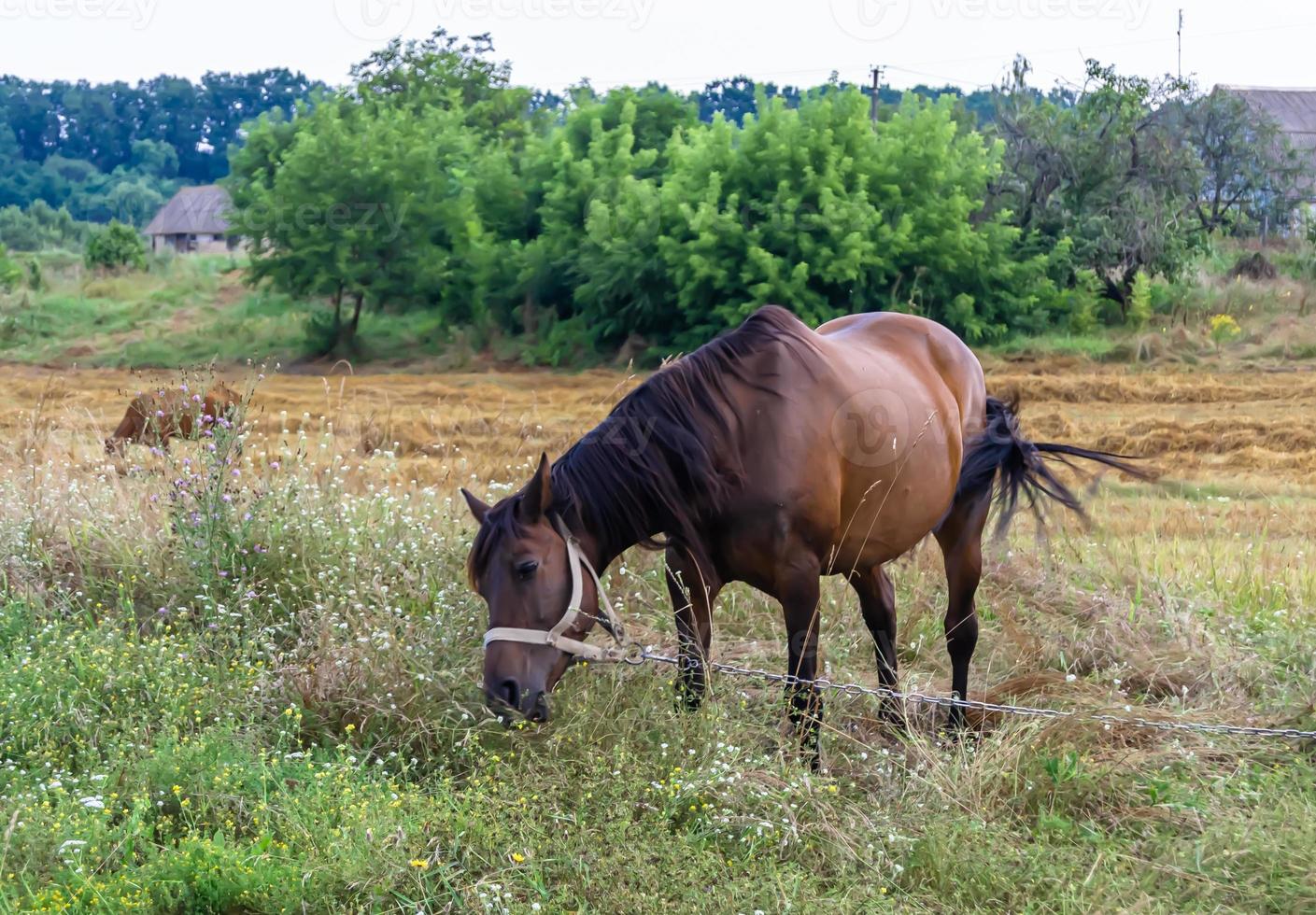 Hermoso semental de caballo marrón salvaje en la pradera de flores de verano foto