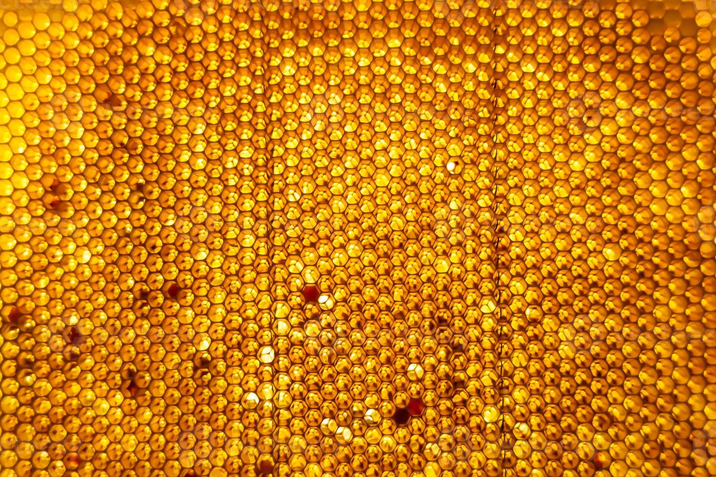Honeycomb from bee hive filled with golden honey photo