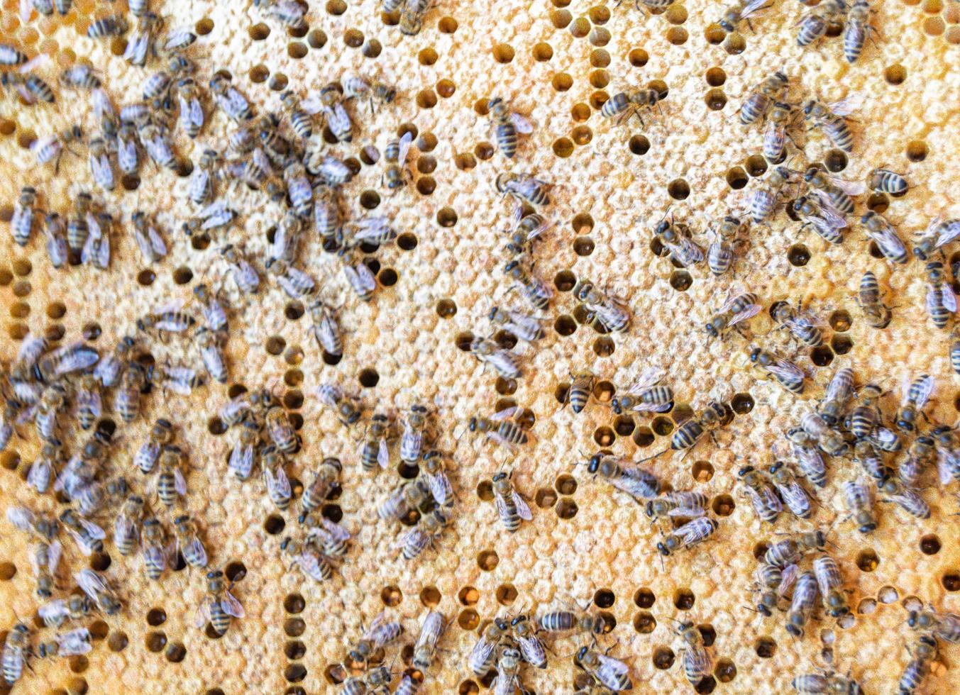 Honeycomb from bee hive filled with golden honey photo