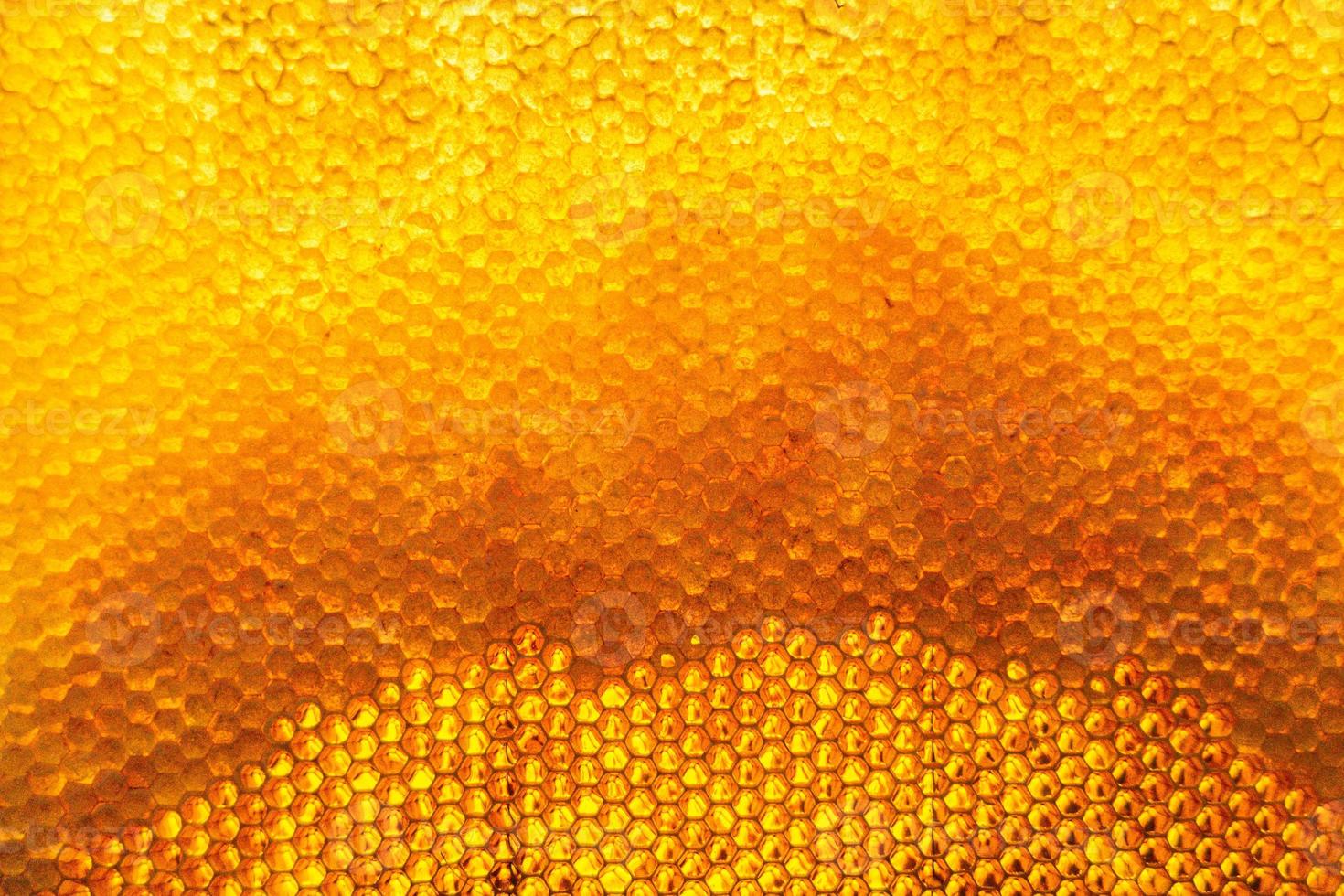 Honeycomb from bee hive filled with golden honey photo