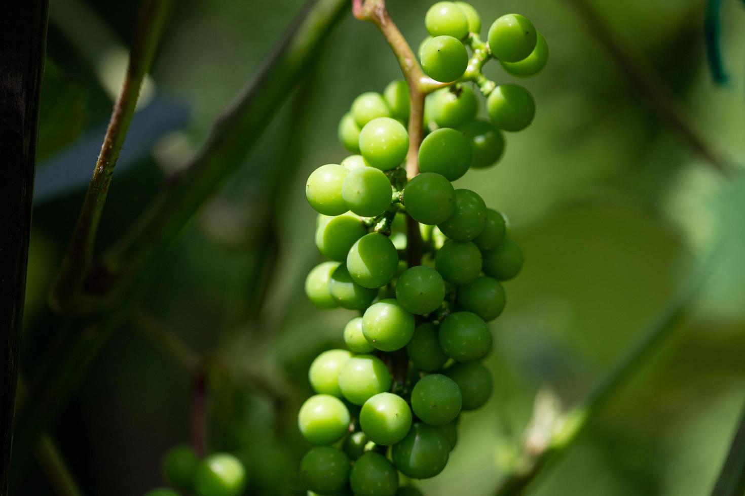 uvas verdes e inmaduras en el jardín de su casa. foto