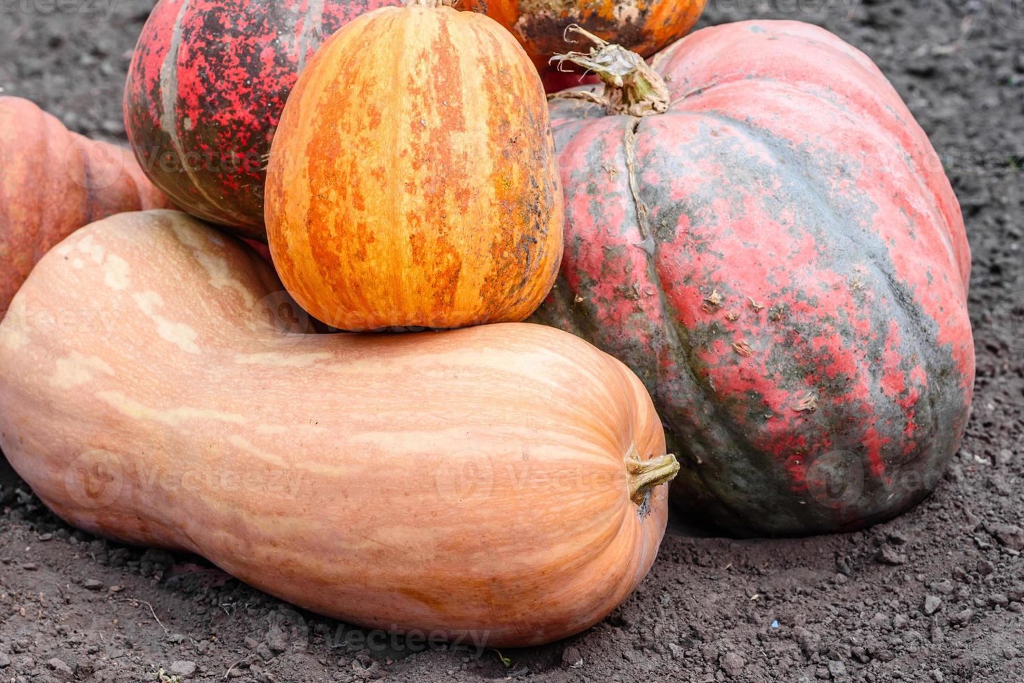 Many large and small, yellow and orange pumpkins in garden photo