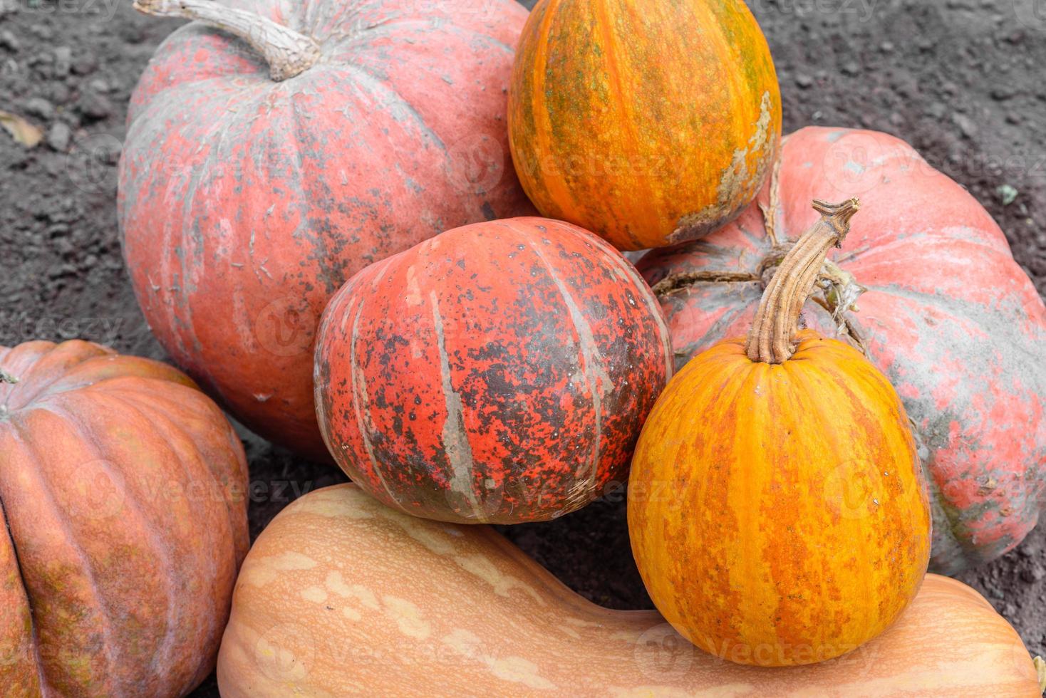 Muchas calabazas grandes y pequeñas, amarillas y naranjas en el jardín. foto