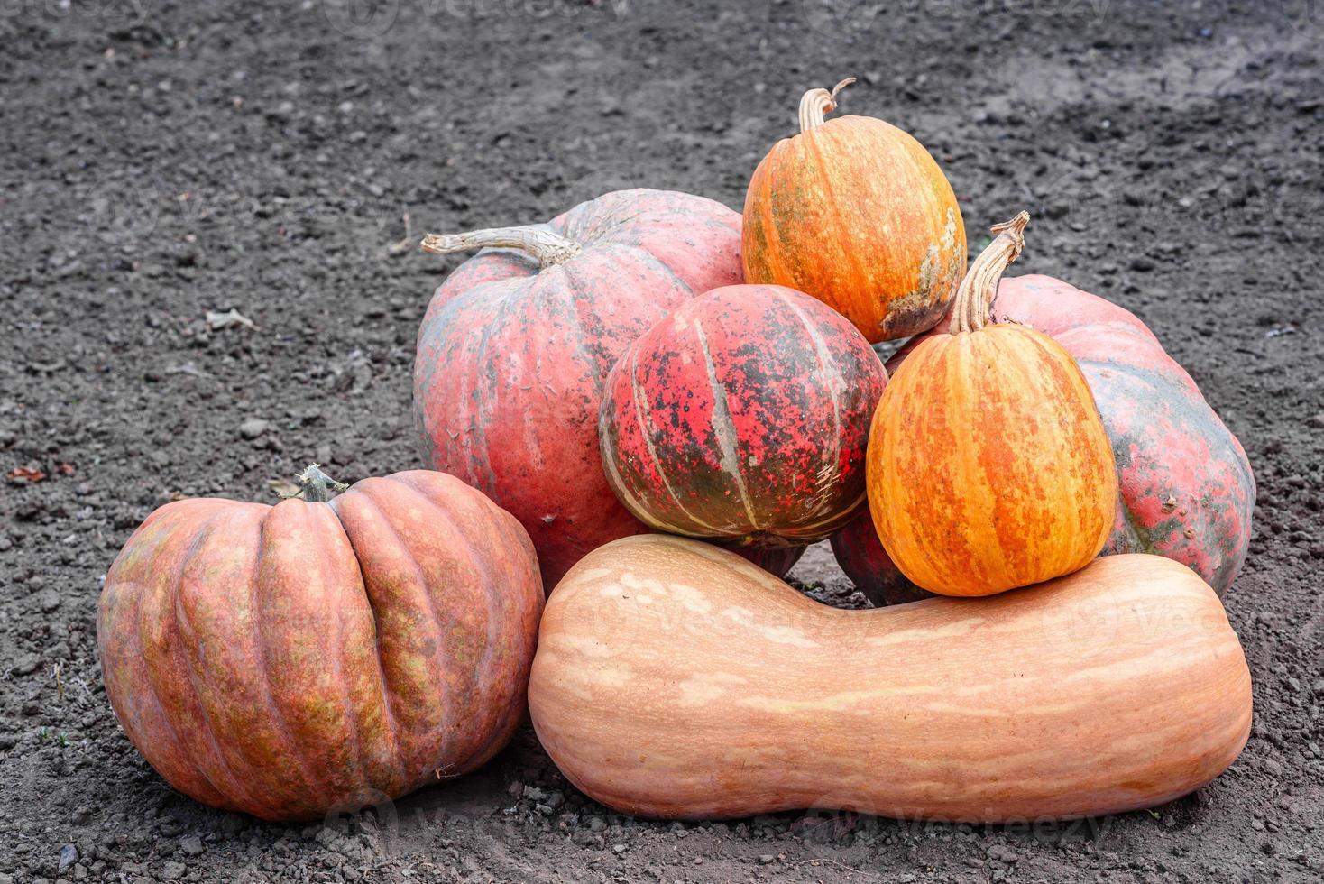 Muchas calabazas grandes y pequeñas, amarillas y naranjas en el jardín. foto