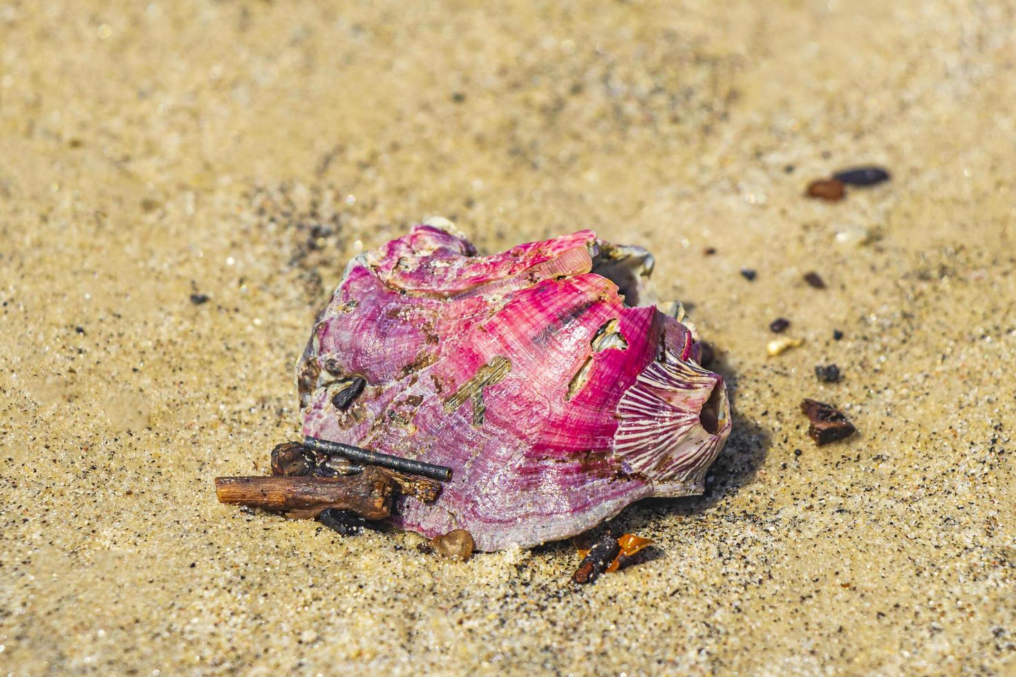 Concha de mejillón rosa en la arena de la playa de Río de Janeiro, Brasil. foto