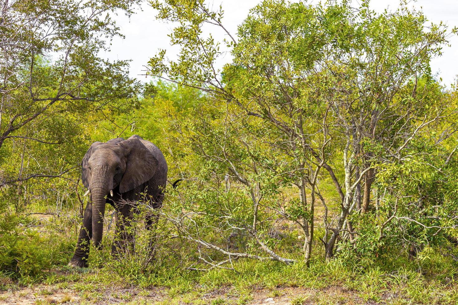 cinco grandes elefantes africanos safari en el parque nacional kruger en sudáfrica. foto