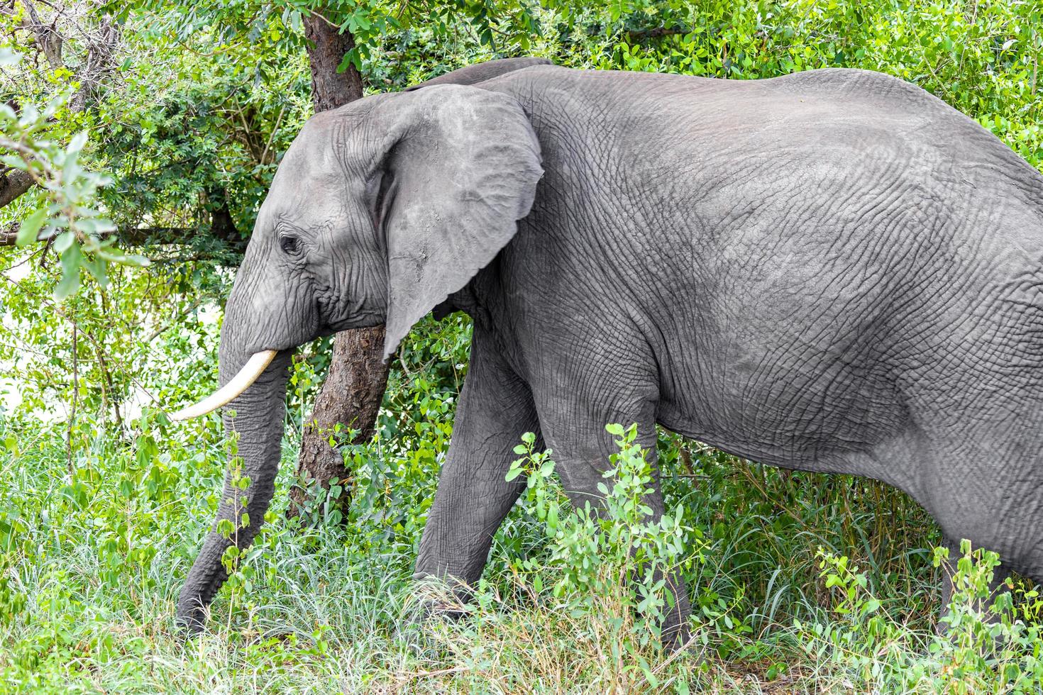 Big FIVE African elephant Kruger National Park safari South Africa. photo