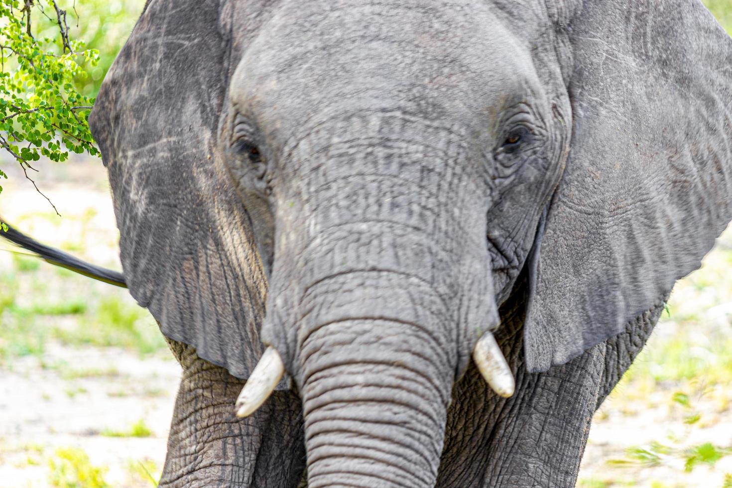 cinco grandes elefantes africanos safari en el parque nacional kruger en sudáfrica. foto