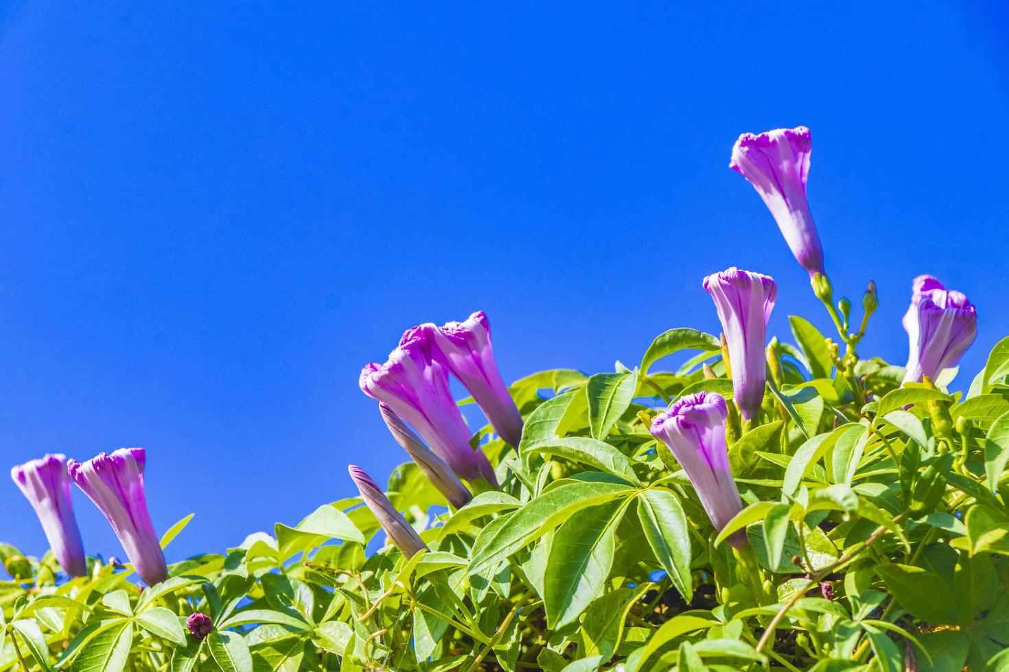 Mexican pink Morning Glory flower on fence with green leaves. photo