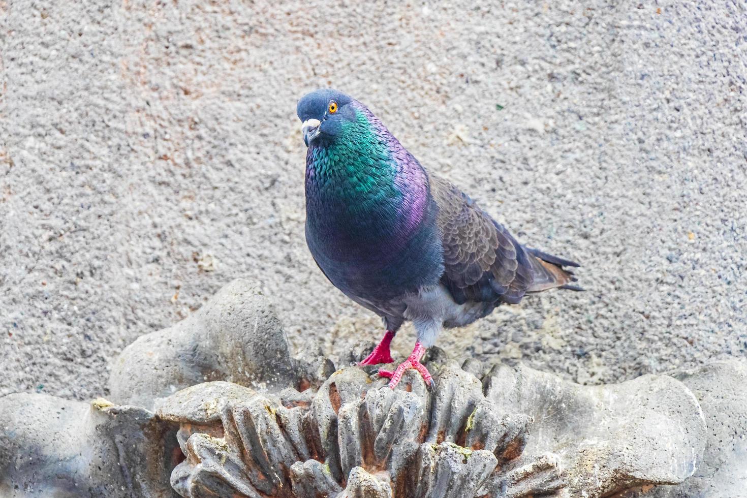 pájaro paloma se asienta en el edificio de la ciudad de san josé costa rica. foto