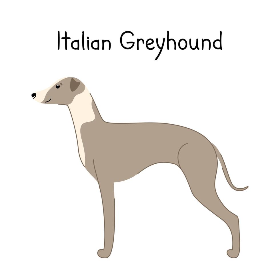 Lindo perro de raza galgo italiano aislado sobre fondo blanco. vector dibujado a mano ilustración