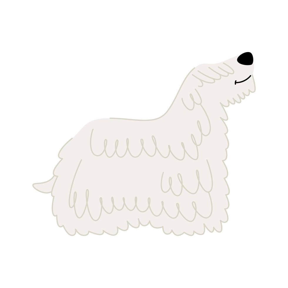 Cute dog of breed Komondor or Hungarian Shepherd isolated on white background. Vector illustration of a pet flat