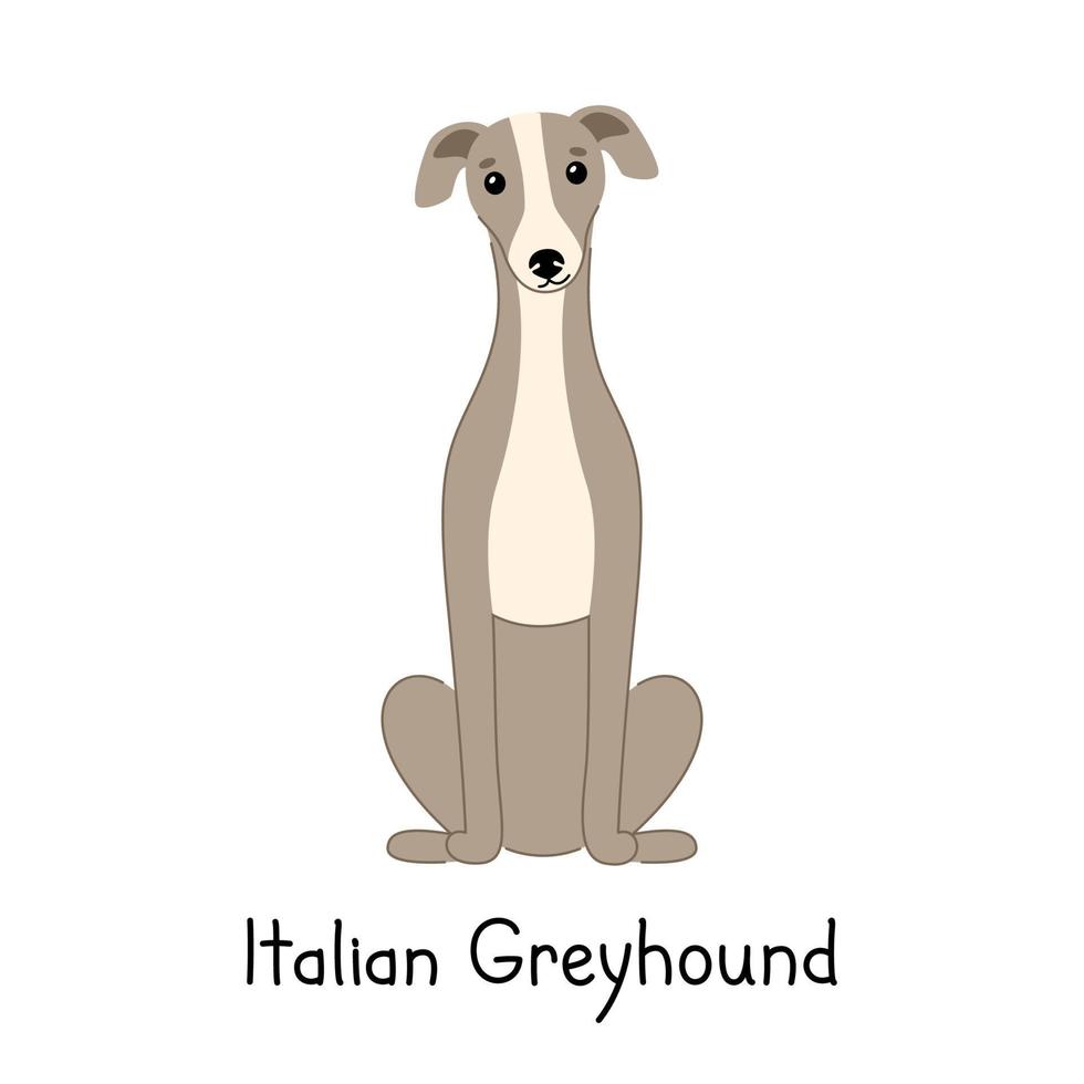 Dog of breed Italian Greyhound sits isolated on a white background. Vector hand drawn illustration