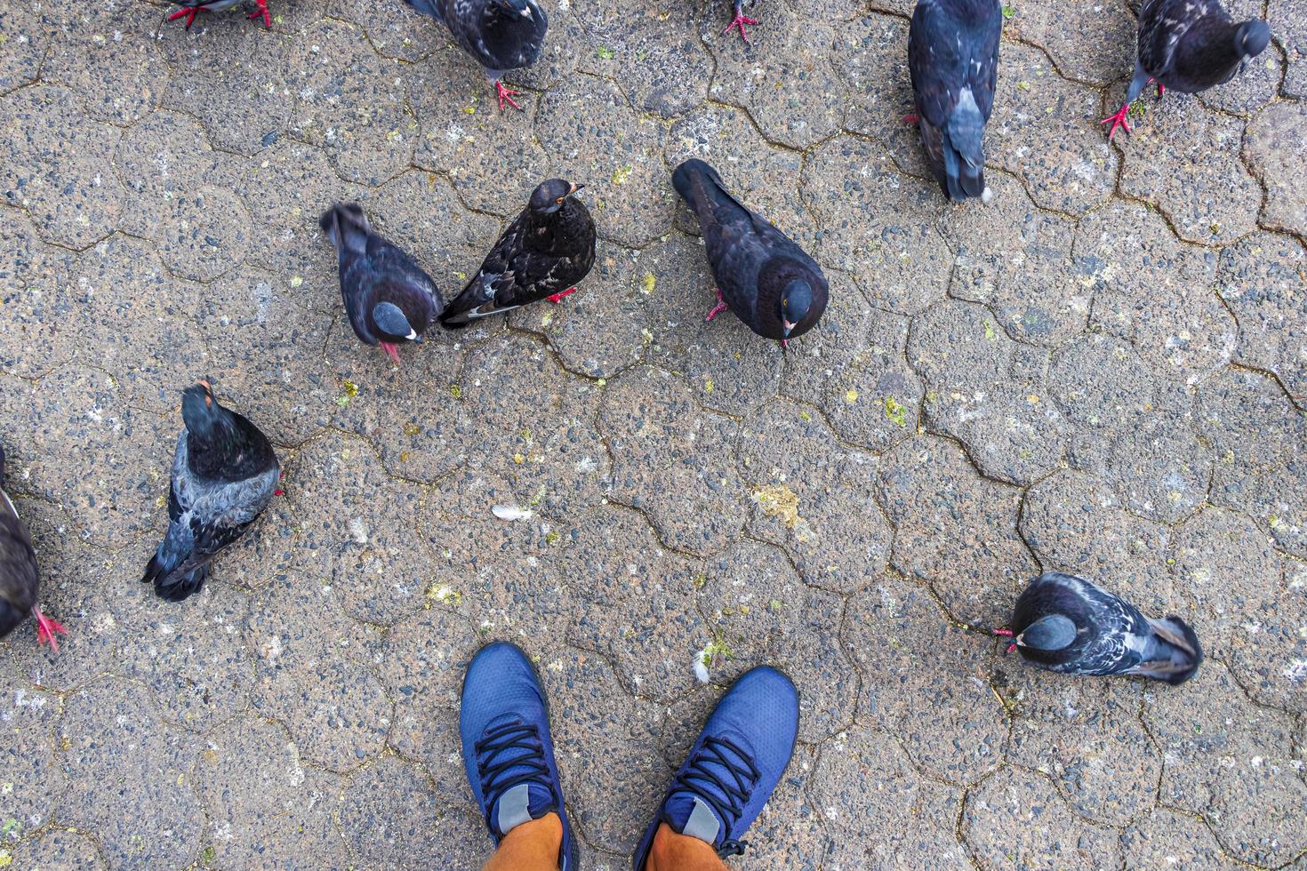 Many pigeons birds in city plaza San Jose Costa Rica. photo