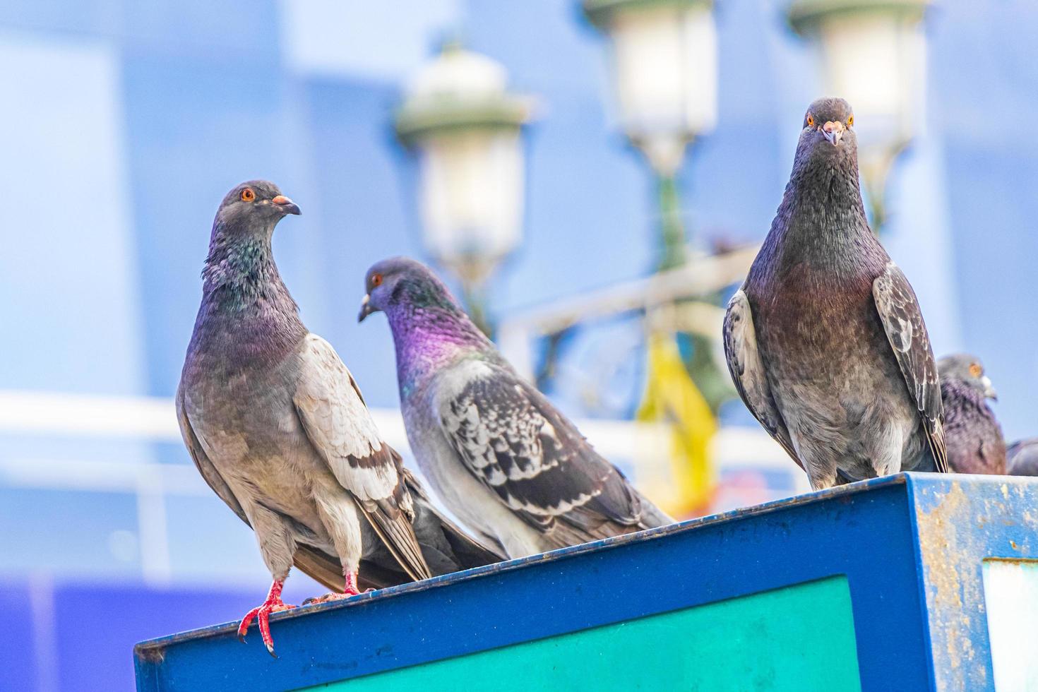 Many pigeons birds in city plaza San Jose Costa Rica. photo