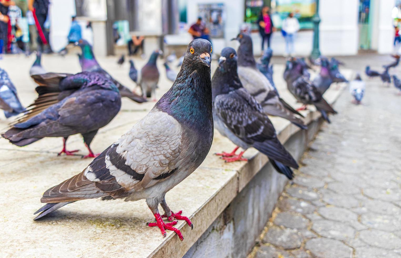 muchas palomas aves en la plaza de la ciudad de san josé costa rica. foto