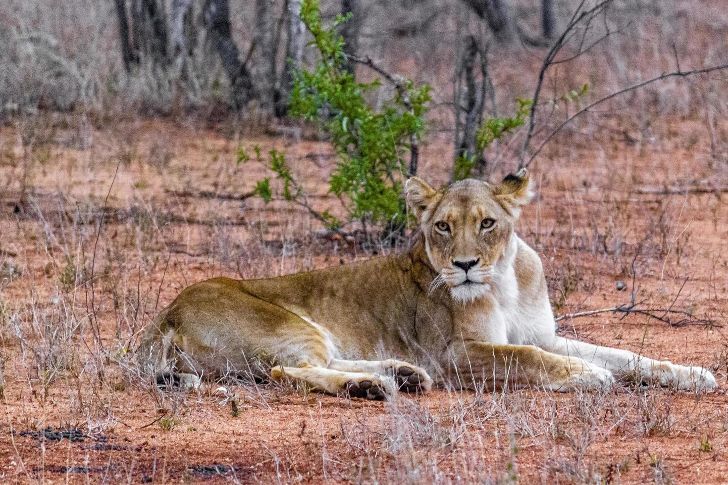 león en safari en mpumalanga kruger national park sudáfrica. foto