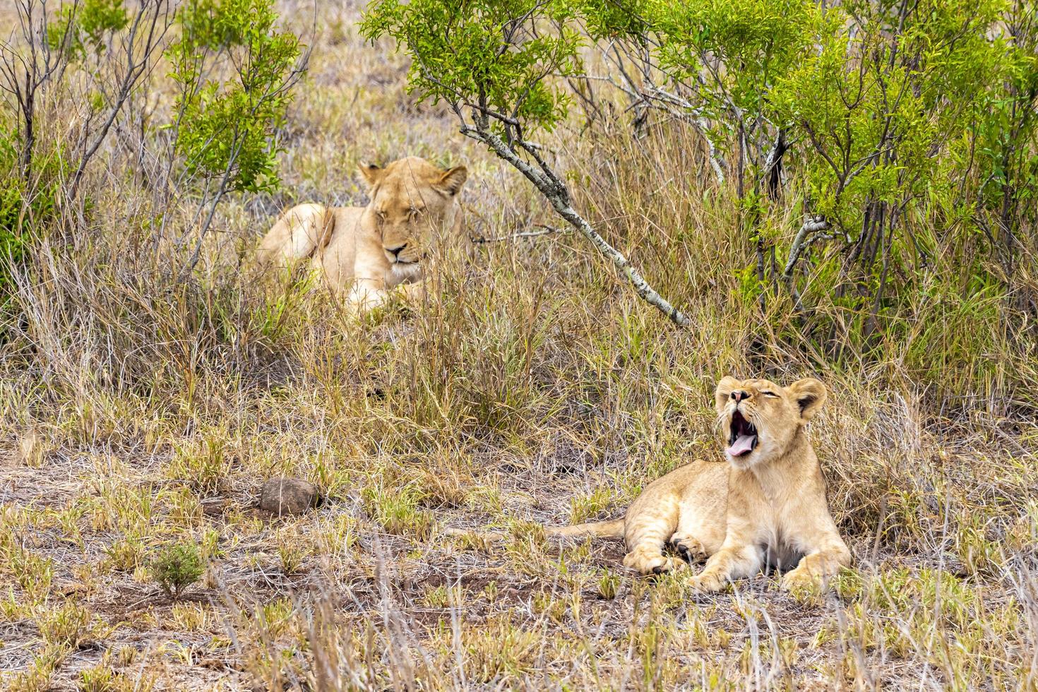 leones madre e hijo safari parque nacional kruger sudáfrica. foto