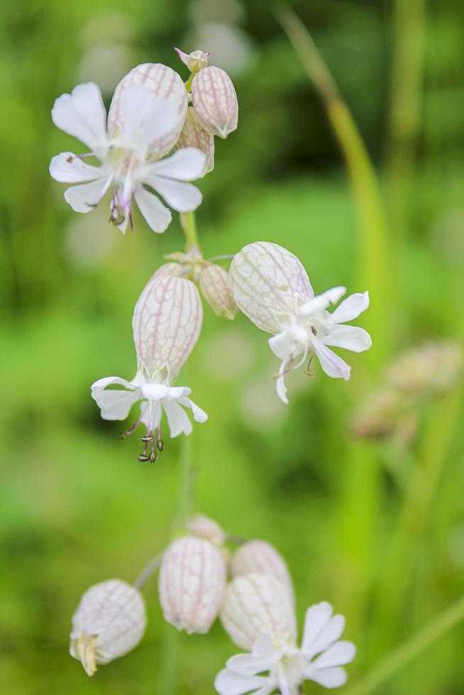 catchfly silene vulgaris inflado en prado de flores, hemsedal, noruega. foto