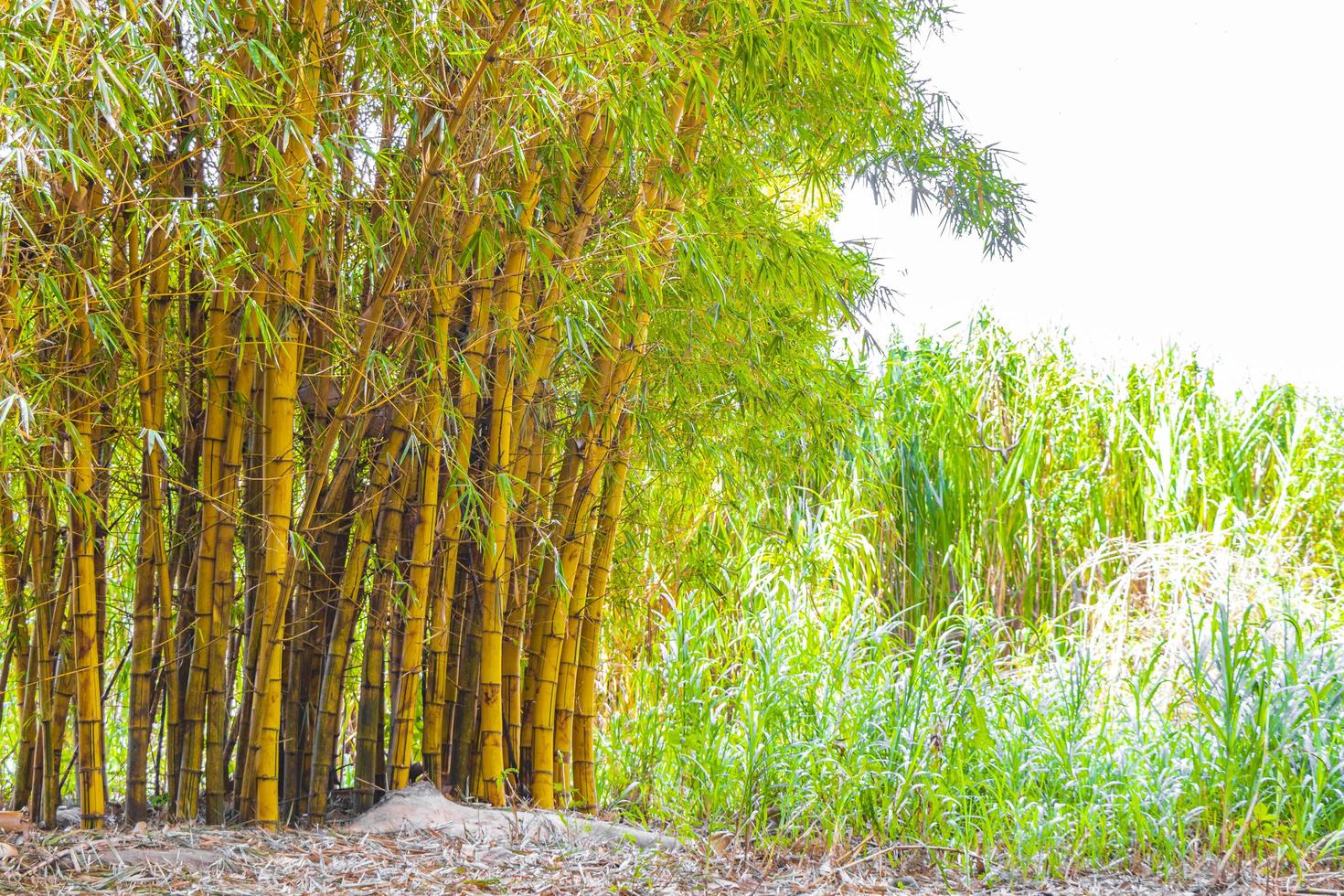 Green yellow bamboo trees tropical forest San Jose Costa Rica. photo