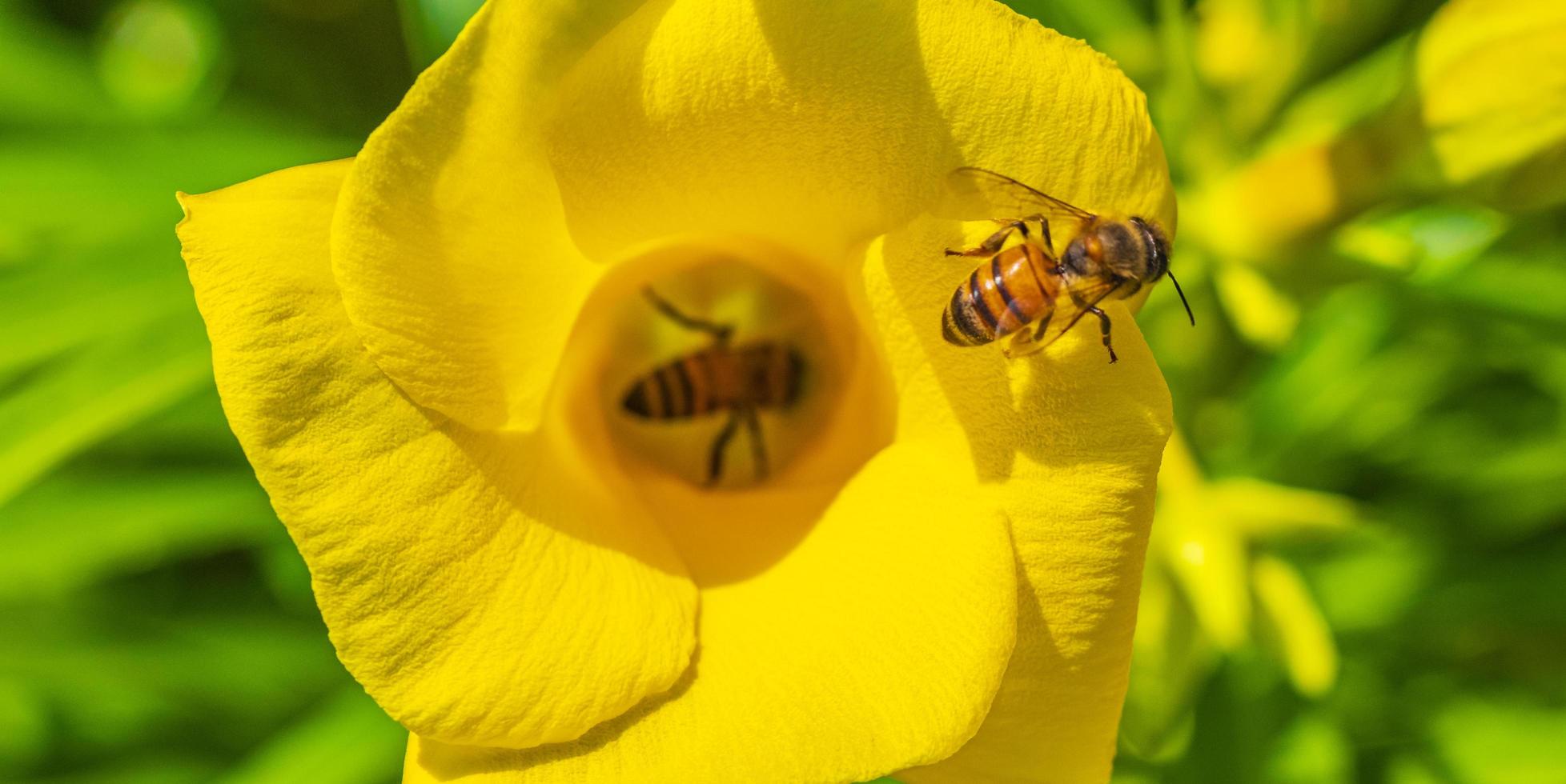 Honey bees climb fly into yellow Oleander flower in Mexico. photo