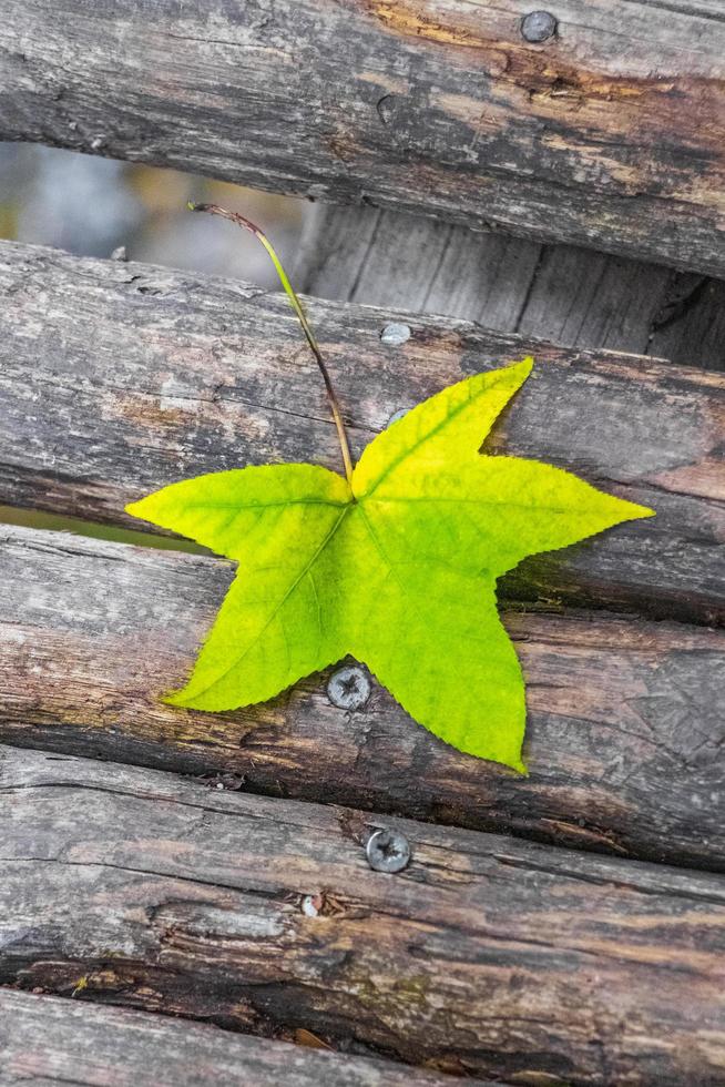 Green leave on wooden ground bridge texture in Rhodes Greece. photo