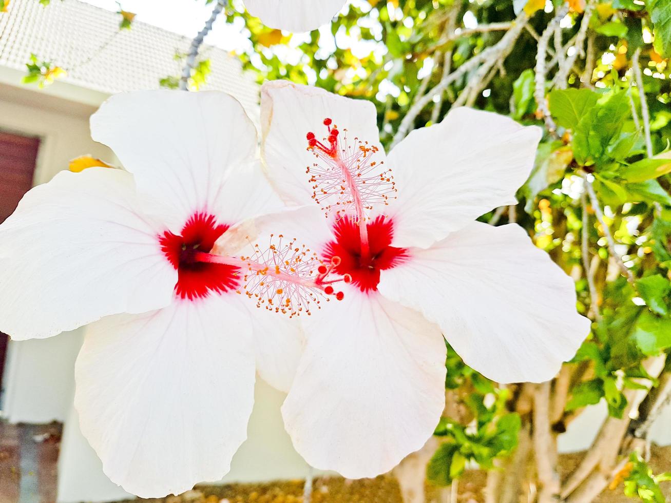 hibisco con flores blancas y rosadas, Sudáfrica foto