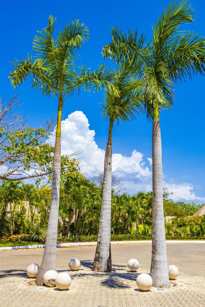 Tropical palm trees with blue sky Playa del Carmen Mexico. photo