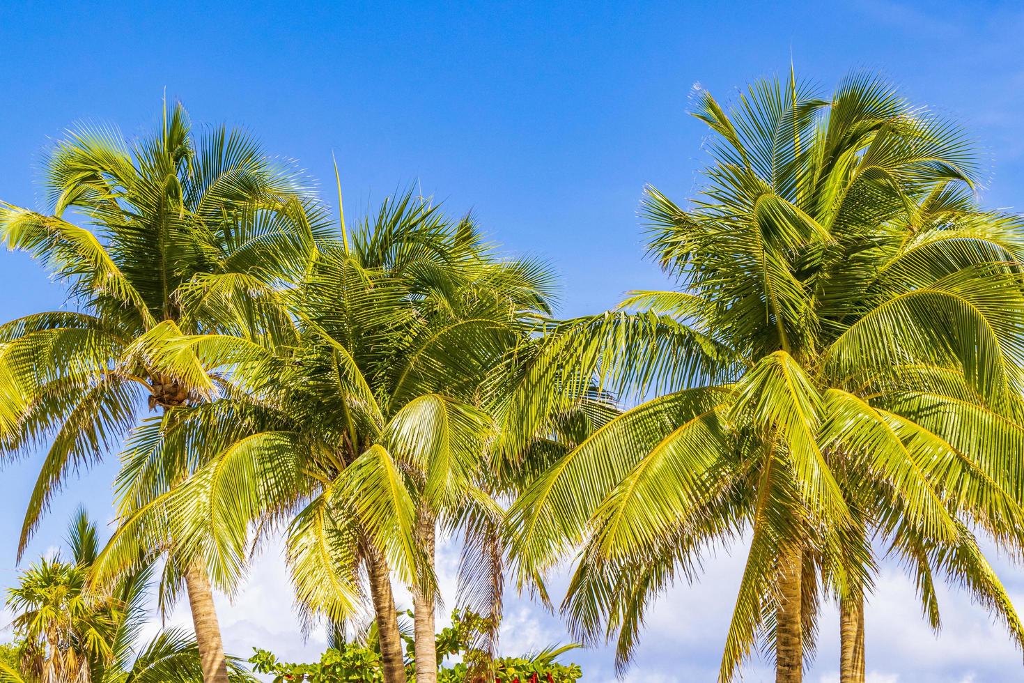 Tropical palm trees with blue sky Playa del Carmen Mexico. photo