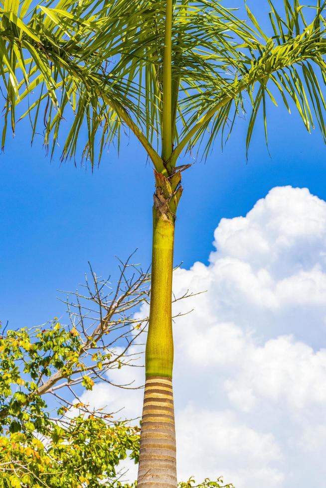 Tropical palm tree with blue sky Playa del Carmen Mexico. photo