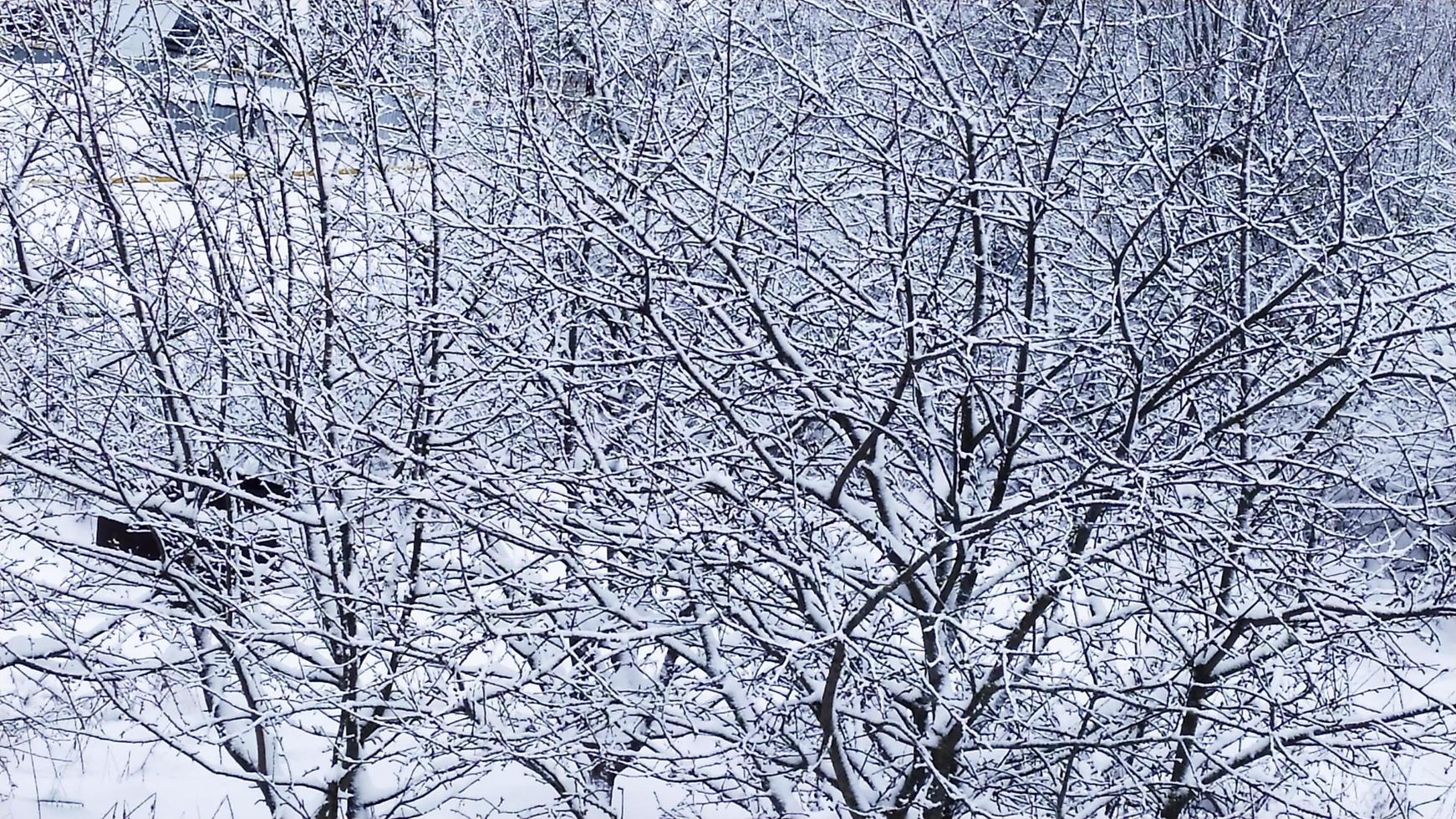 nieve en árboles y arbustos. campo en la nieve. pintoresco paisaje nevado de invierno. foto